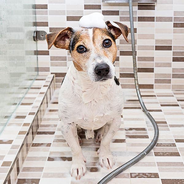 Bath & Grooming