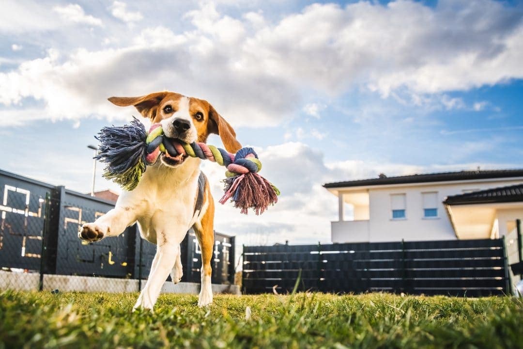 Dog Daycare