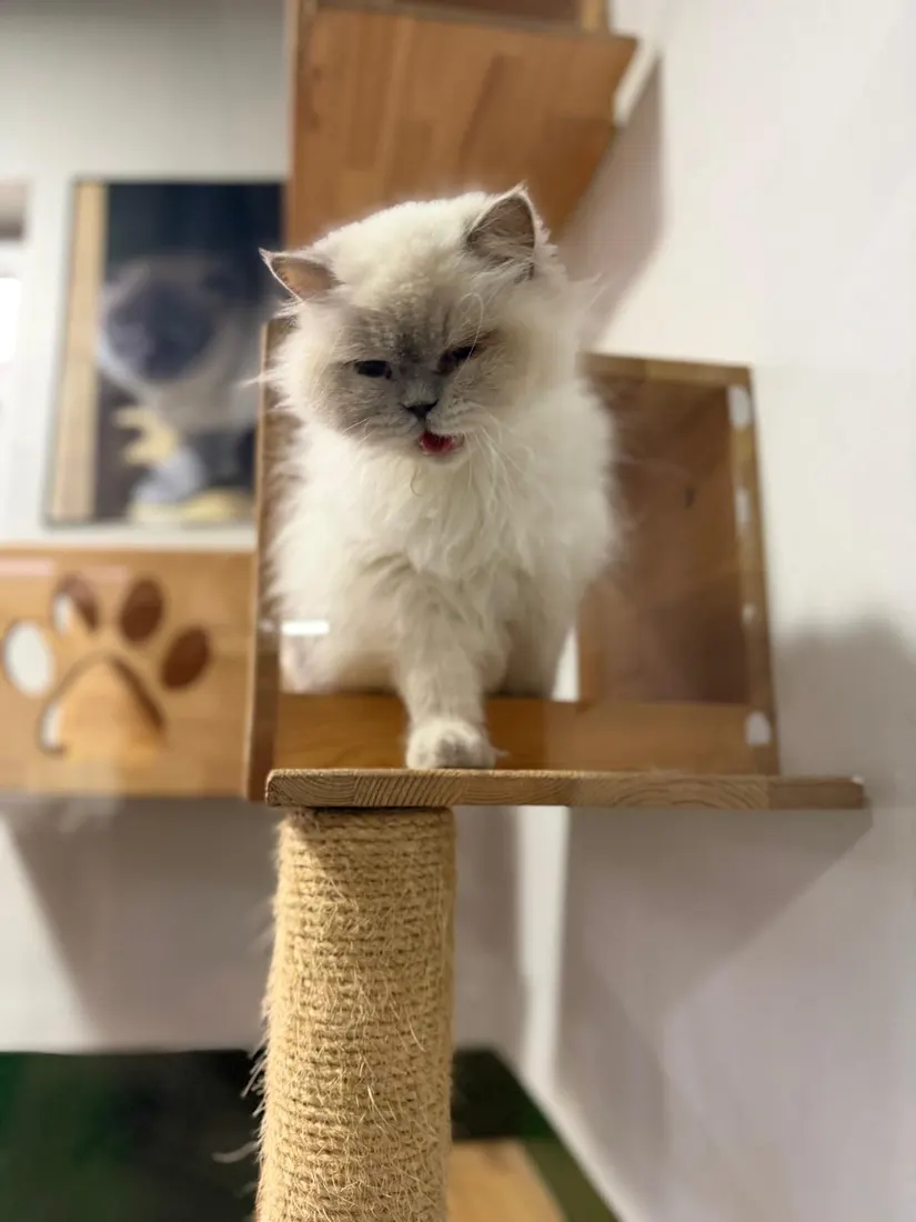 A cat guest in the PatiLee cattery
