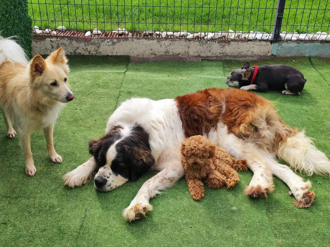 A group of dogs lounging together at PatiLee