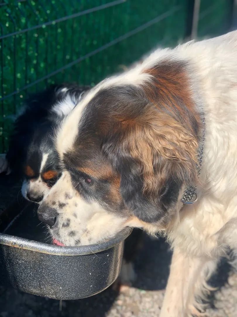 A Saint Bernard resting at PatiLee
