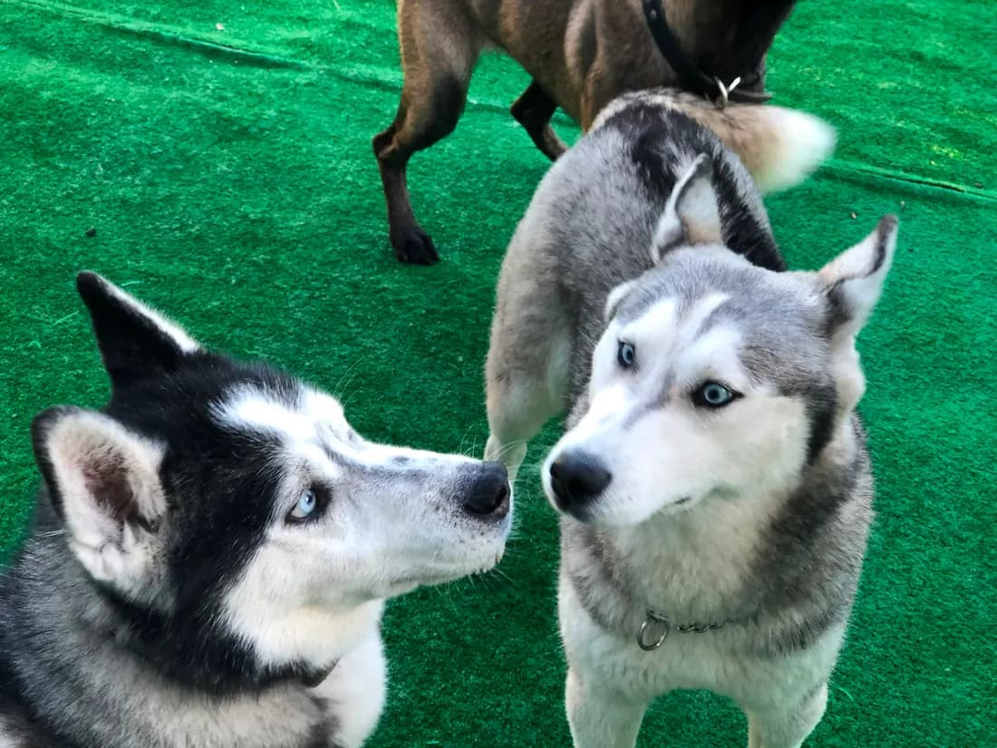 Two huskies playing nose to nose at PatiLee