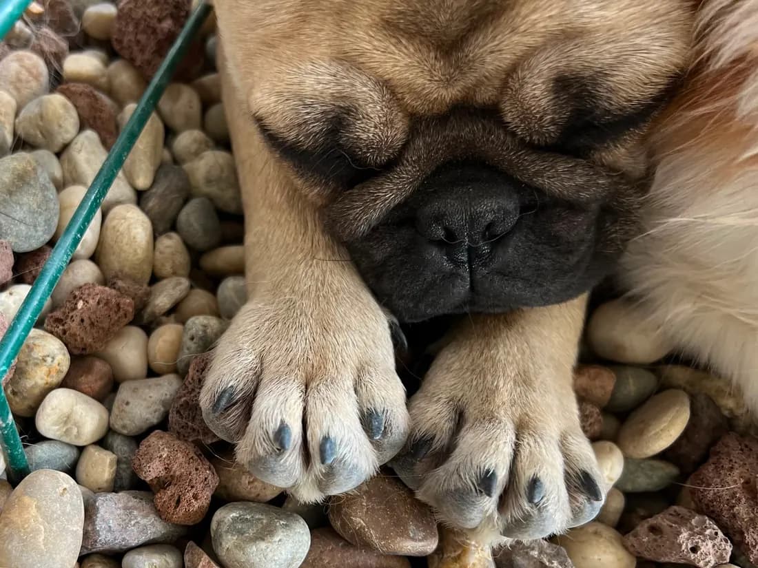 Close-up of a puppy's paws at PatiLee