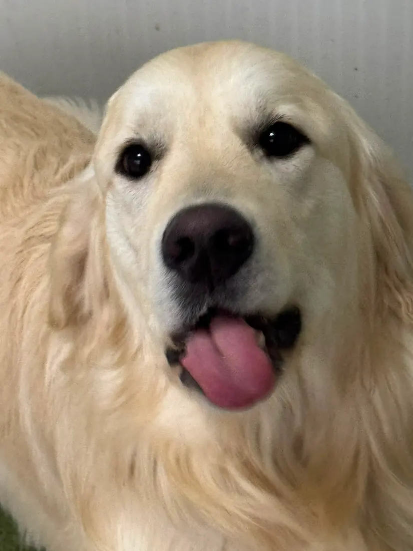 A golden retriever relaxed and happy at PatiLee