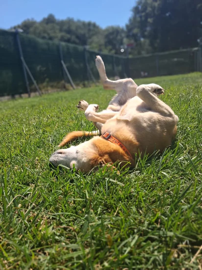 Dogs playing on the lawn at PatiLee